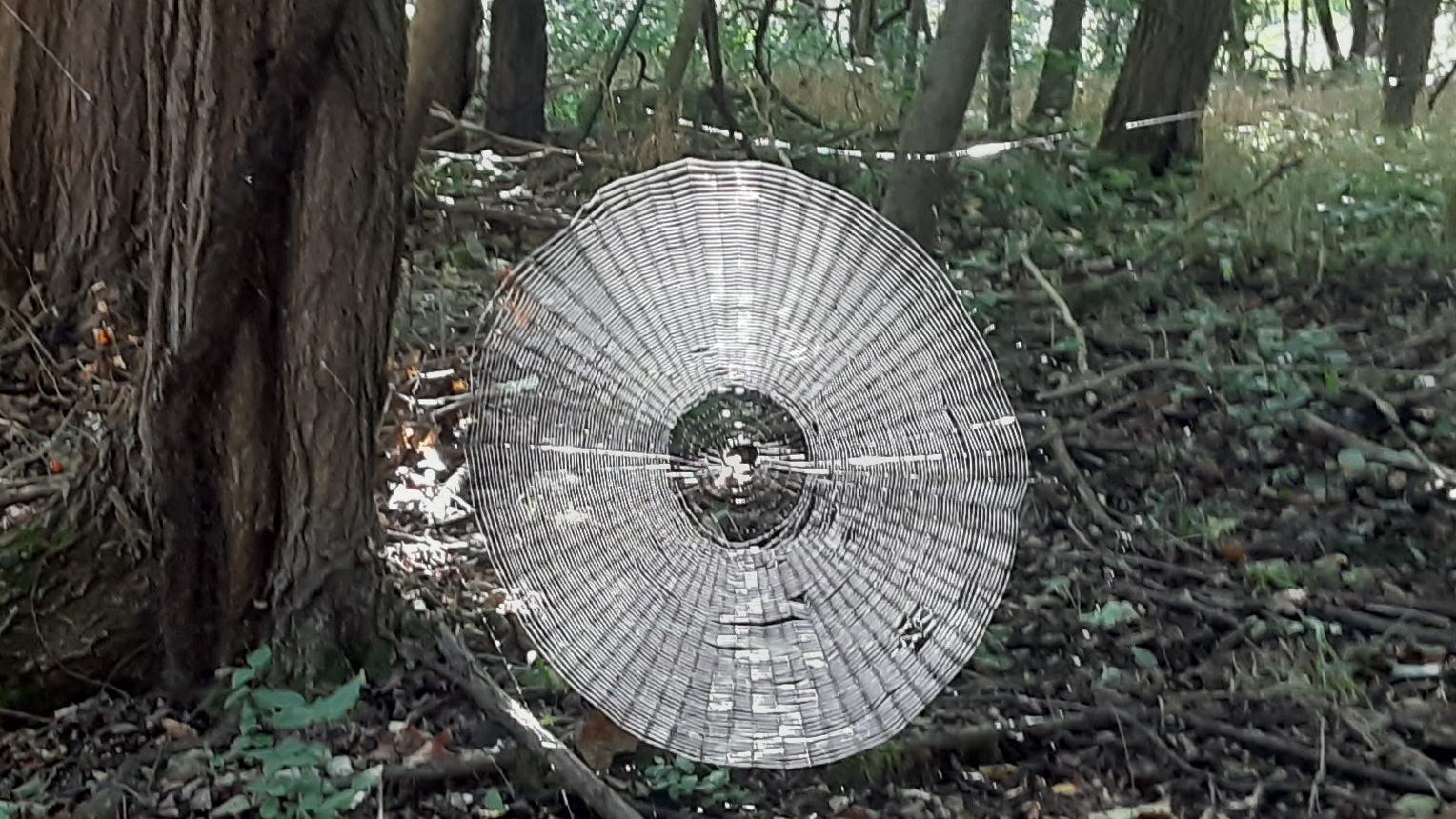 Incredibly spun spiderweb found in Missouri looks like it could 'catch' a human
