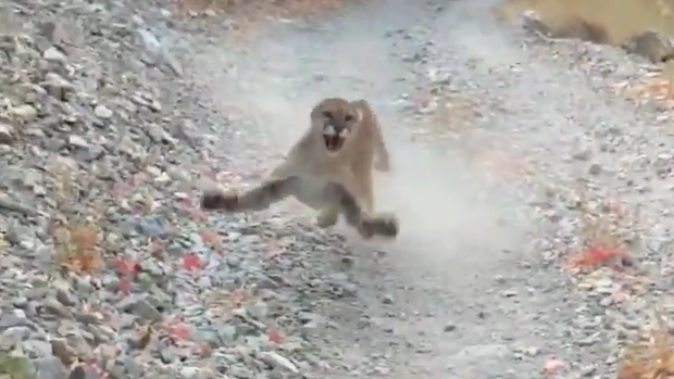 WATCH: Runner captures video as he's stalked by cougar for 6 terrifying minutes