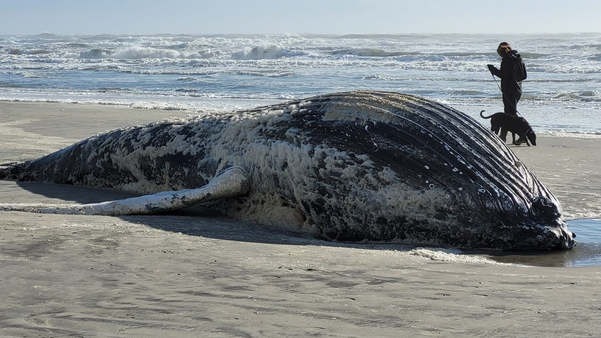 Dead humpback whale washes up on Atlantic City beach