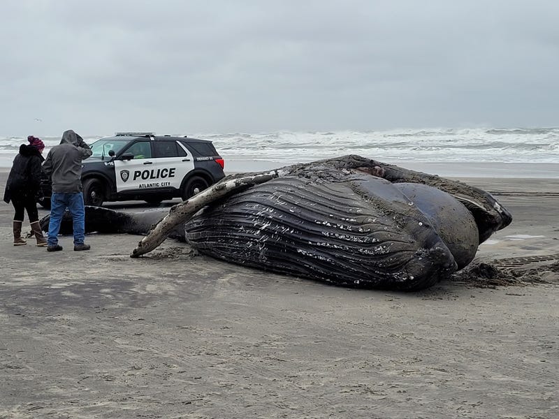 A whale washed up on the Atlantic City shoreline on Friday, Dec. 23, 2022.
