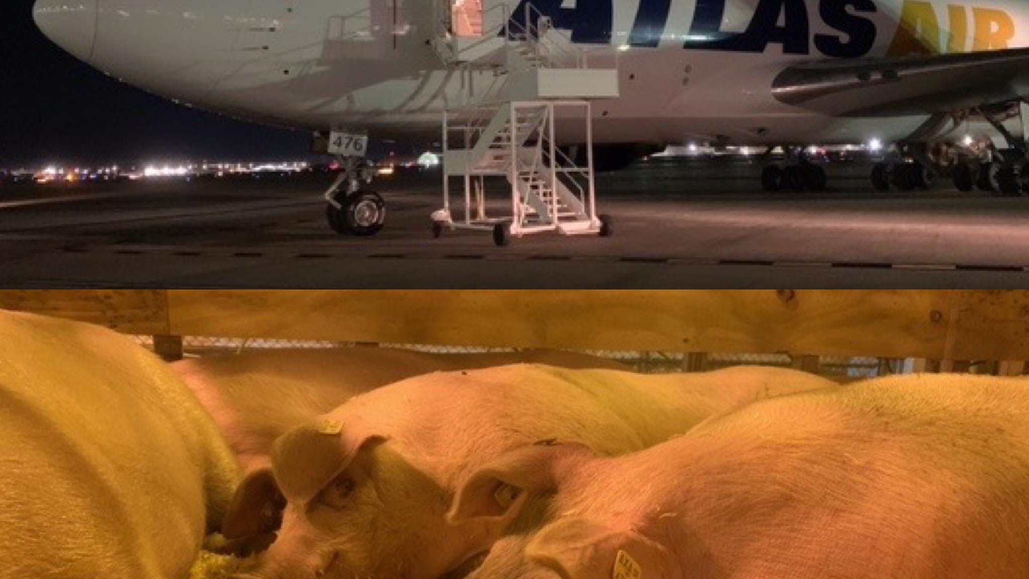When Pigs Fly! (It must be 2020)