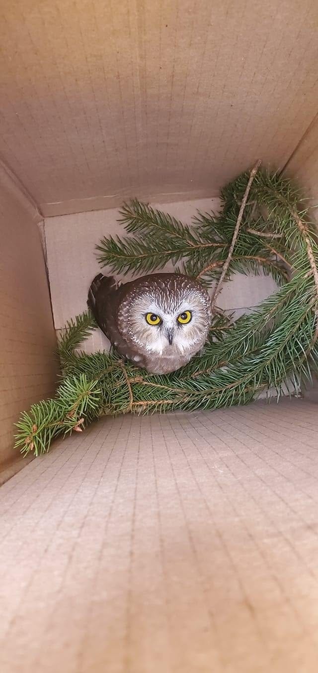 "Rockefeller" was found inside the 2020 Rockefeller Center Christmas tree.