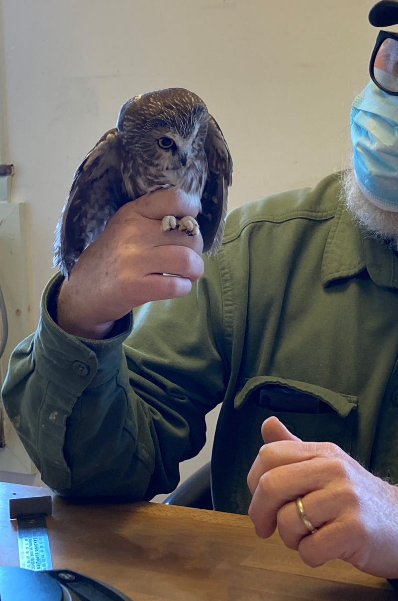 "Rockefeller," the owl found nestled inside the Rockefeller Center Christmas tree, at Ravensbeard Wildlife Center in Ulster County, New York on Nov. 22, 2020.