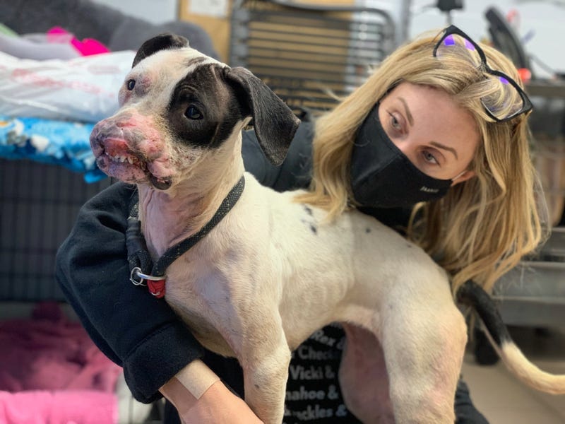 PSPCA finds abandoned, inured dog