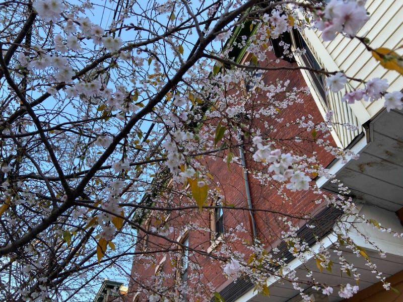 Cherry blossoms in Philadelphia