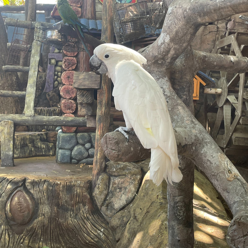 Coop's Adventures at Sandals® Royal Curaçao