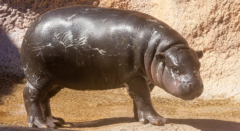 baby pygmy hippo 
