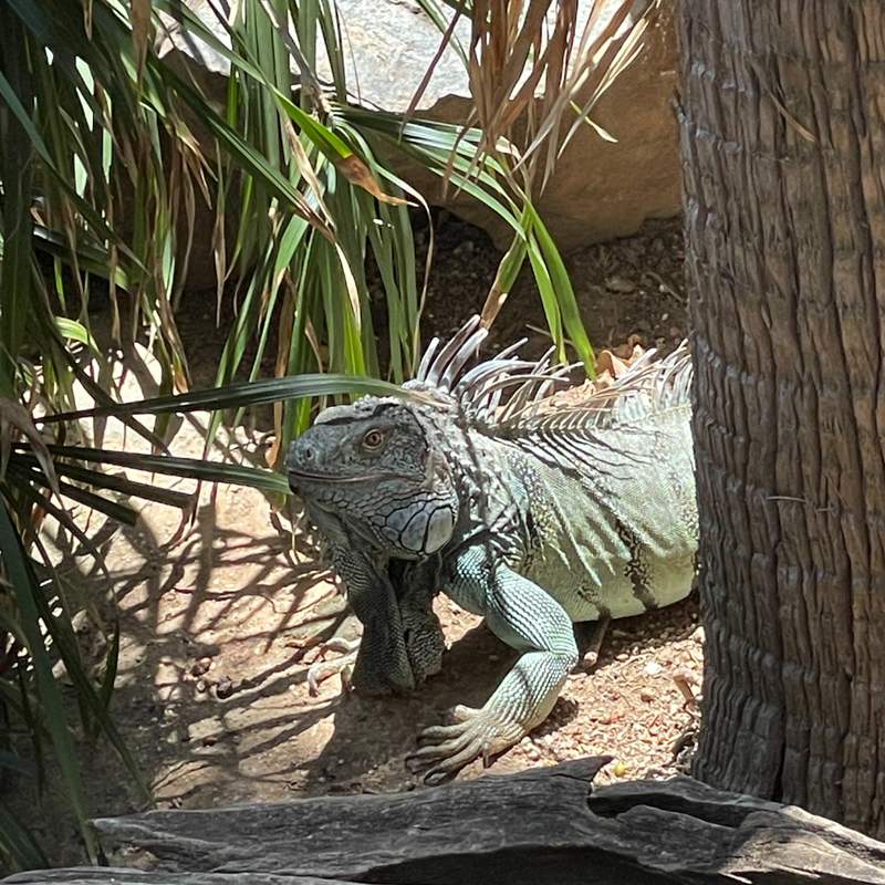 Coop's Adventures at Sandals® Royal Curaçao