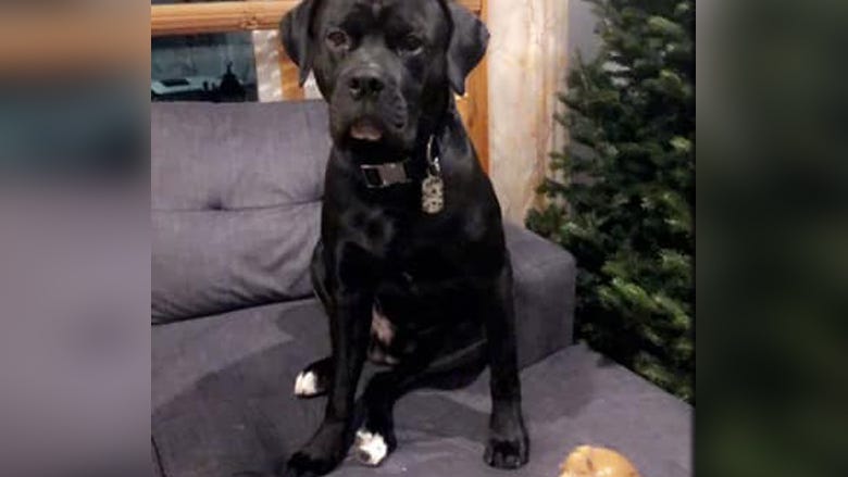 Woman searches for dog missing after fiancé killed in Brooklyn crash