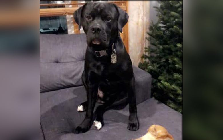 Missing dog Shadow