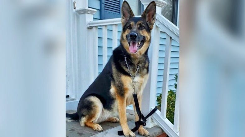 Video: New Jersey man reunited with dog who saved his life after suffering stroke