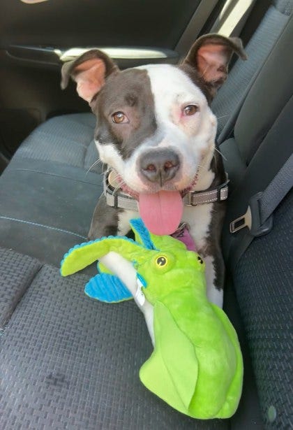 Adopt Don't Shop