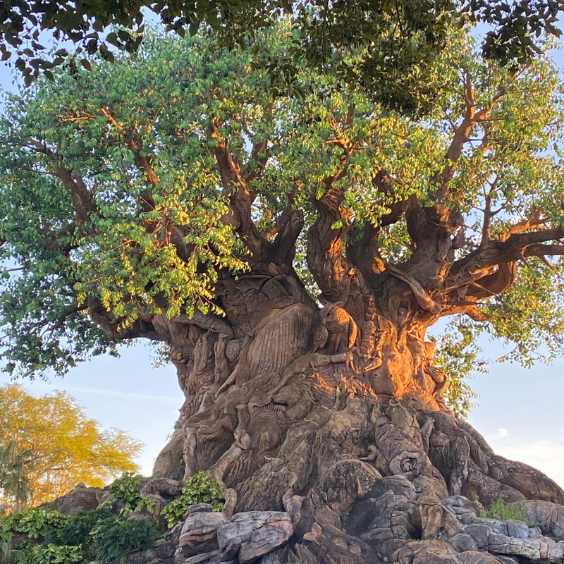 Coop's Adventures at Walt Disney World Resort