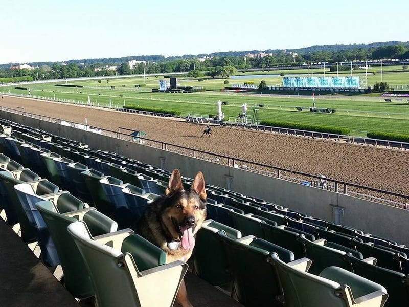 Kai joined the NCPD in 2012 and retired in 2020