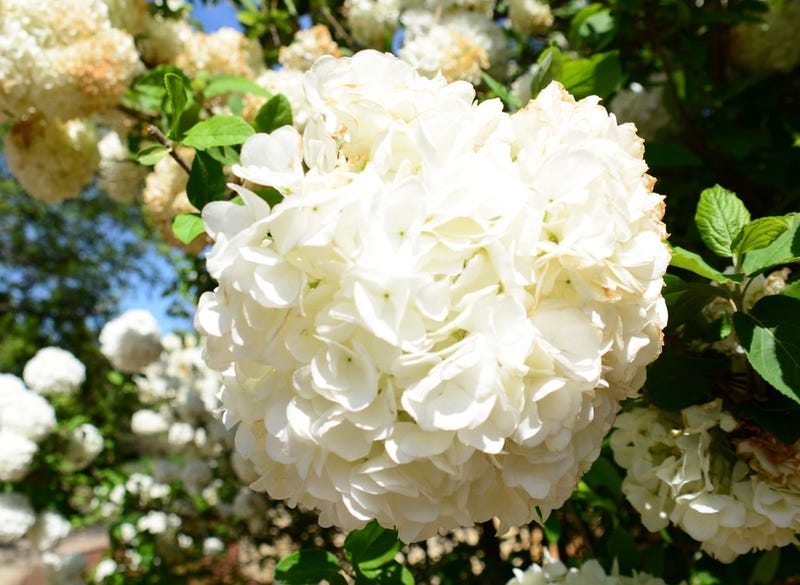 Dallas Arboretum