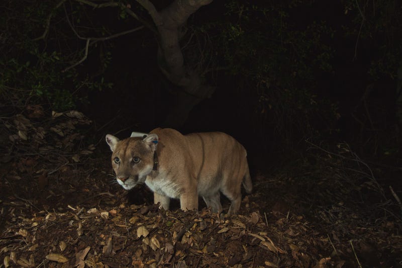 Taken on the evening of November 21, 2014, these images (taken with a remote camera) show that P-22 appears to have recovered from mange.