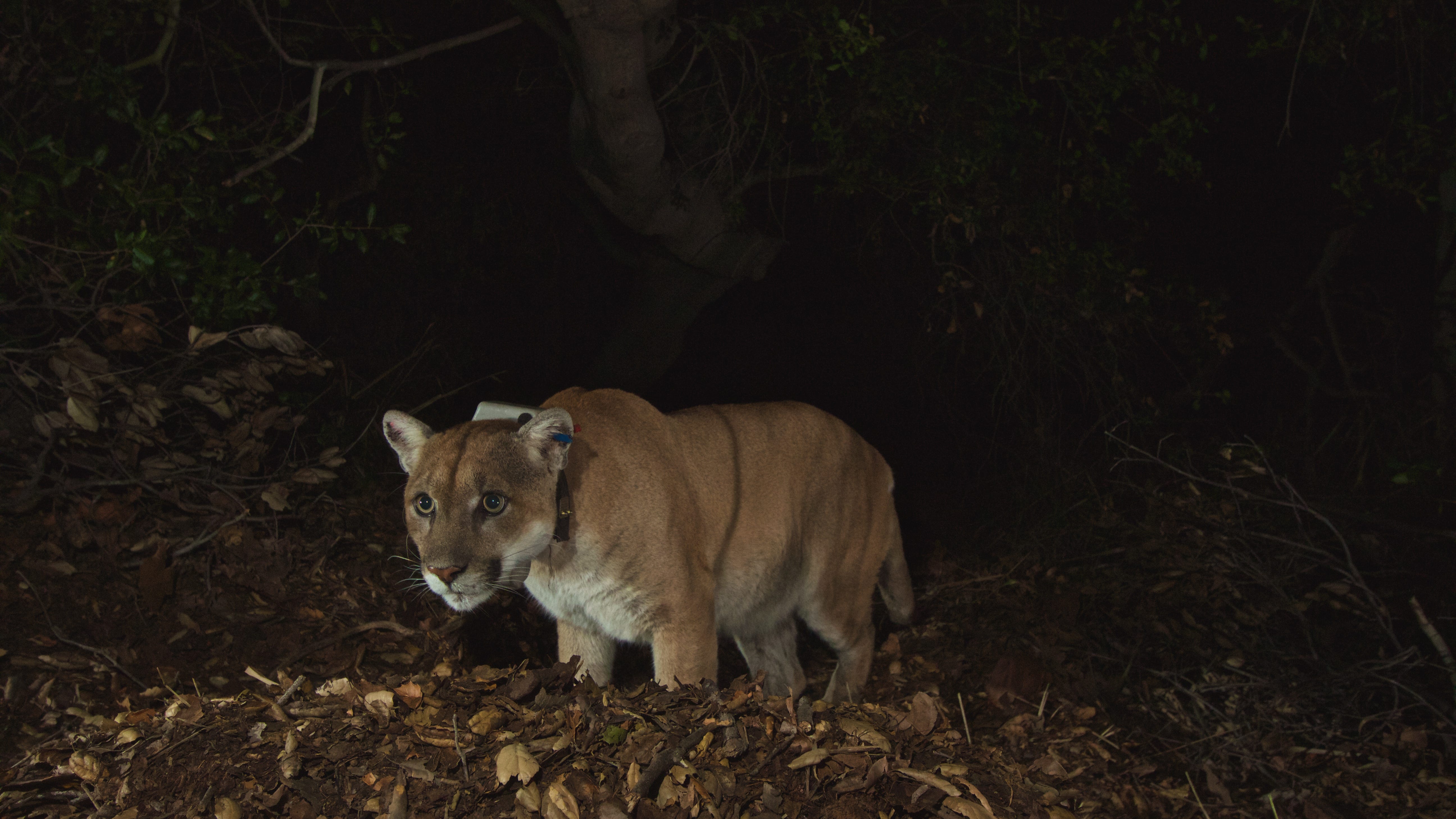 Mountain lion P-22 had severe injuries, chronic illnesses: necropsy