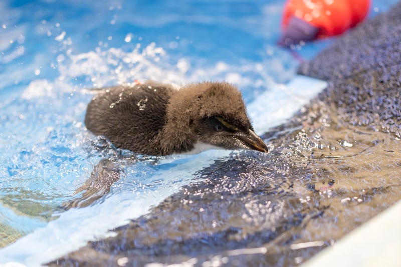 penguin chicks