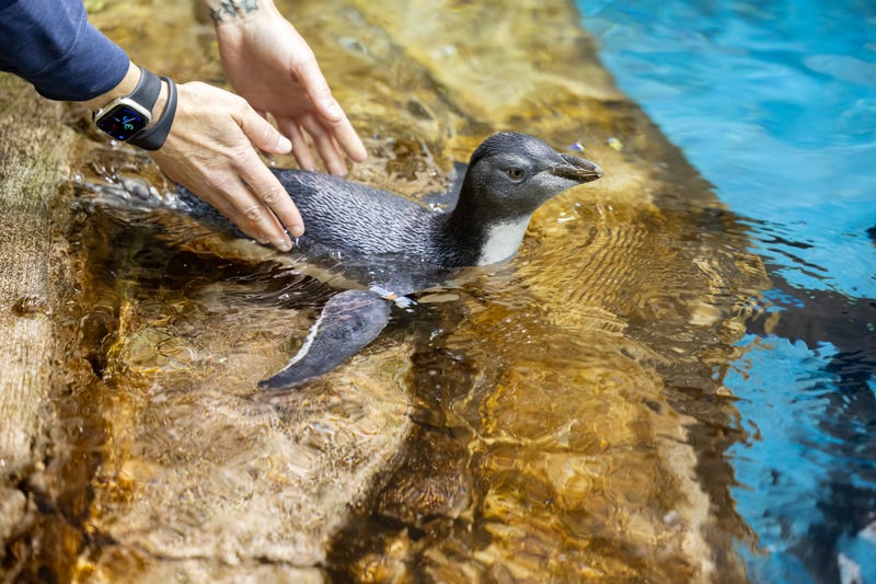 penguins swim at Shedd Aquarium 
