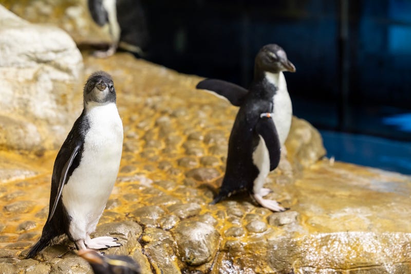 Pico and Douglas are rockhopper penguins