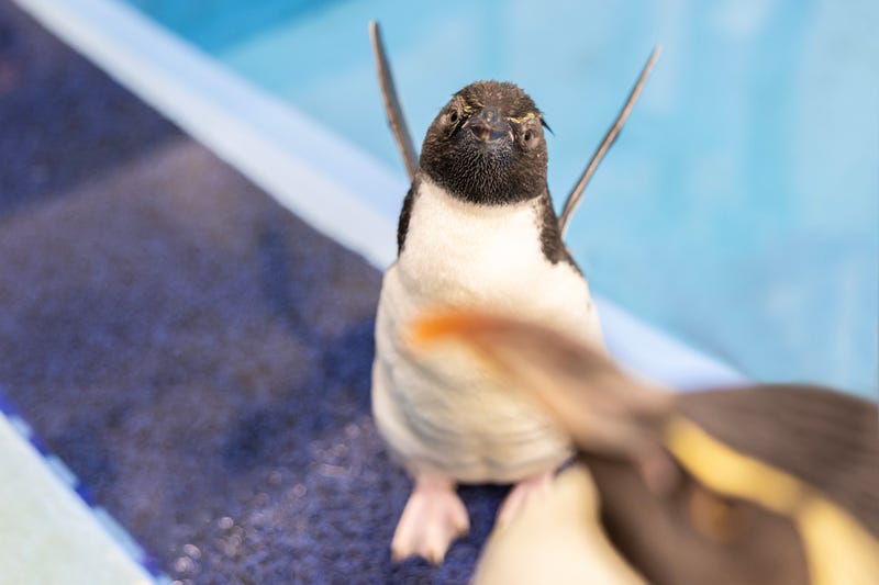The Shedd Aquarium’s new rockhopper penguin.