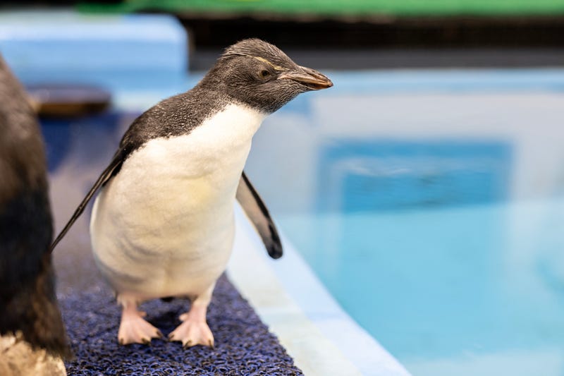 Rockhopper penguin chick shedd aquarium looks at pool of water
