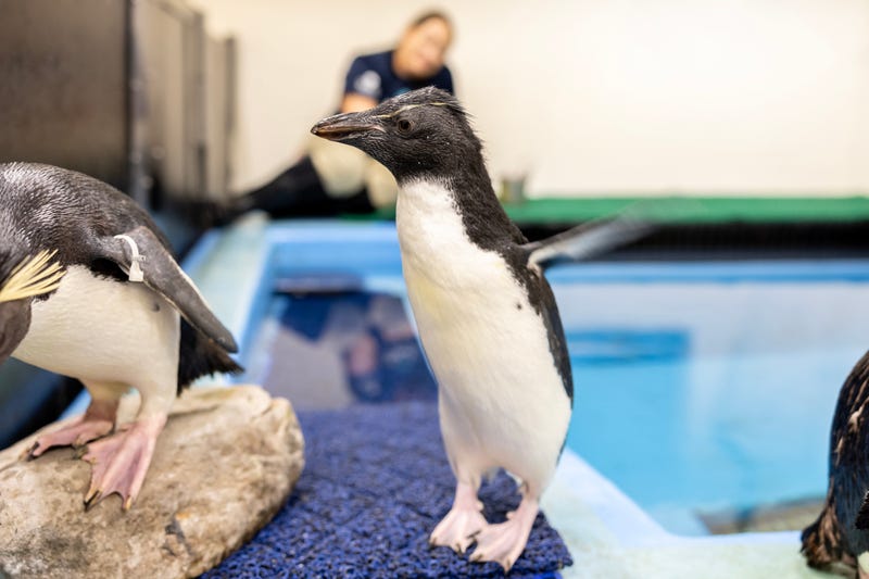 The Shedd Aquarium's rockhopper penguin chick shakes off some water during its first swim session.