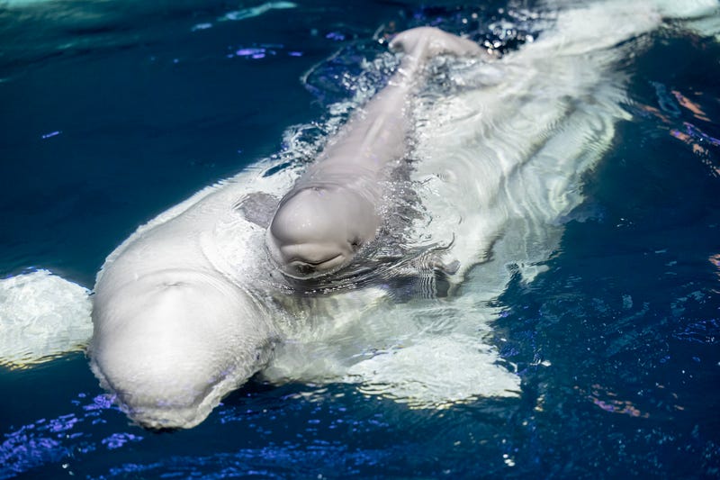 Mother supports calf