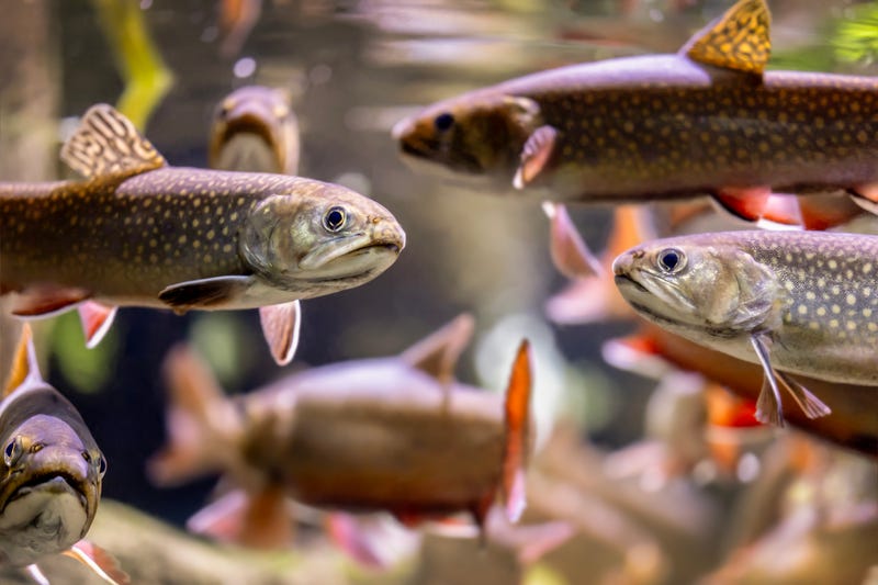 Brook trout, shown here in the Shedd's At Home in the Great Lakes exhibit. Brook trout are native to Illinois and are the Great Lakes' only native stream-dwelling trout.