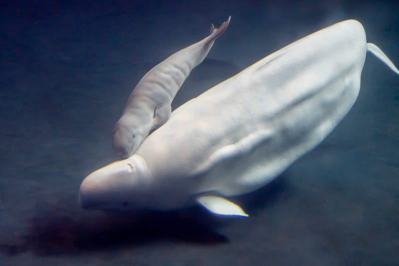 Mother swimming with baby calf