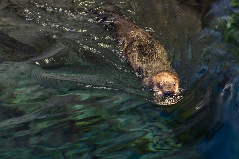 A rescued sea otter pup from Alaska swims at the Shedd Aquarium