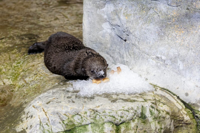 A rescued sea otter pup eats at the Shedd Aquarium