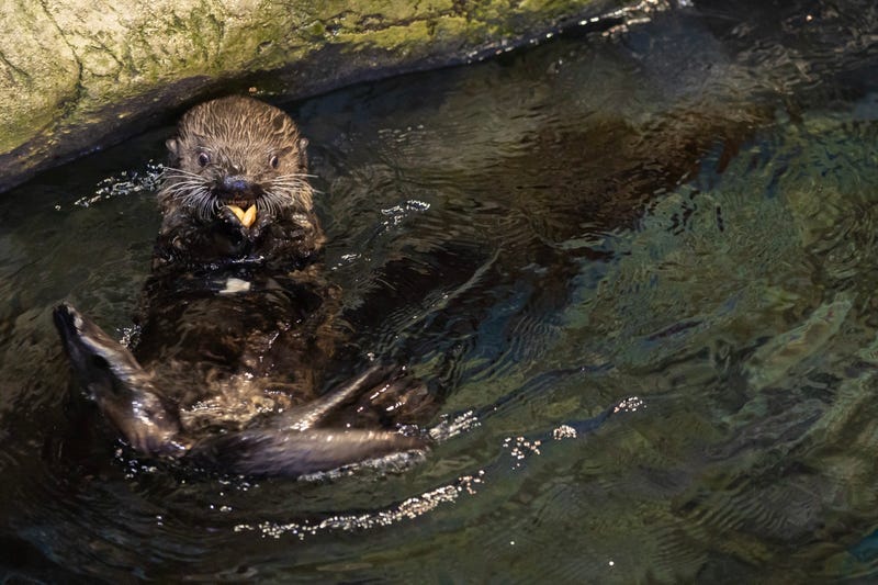 A rescued sea otter pup eats at the Shedd Aquarium
