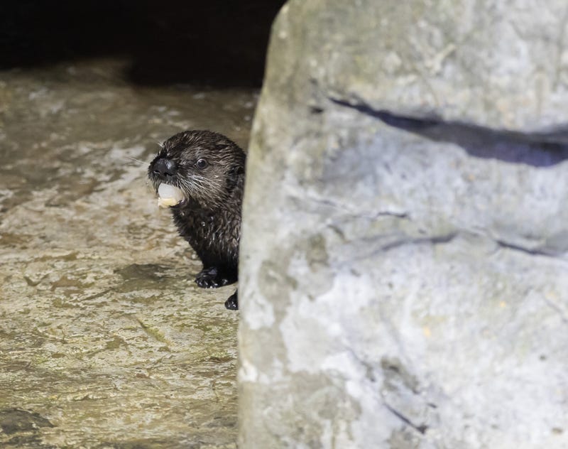 The Shedd Aquarium's new sea otter pup has made its public debut after arriving at the aquarium in November.
