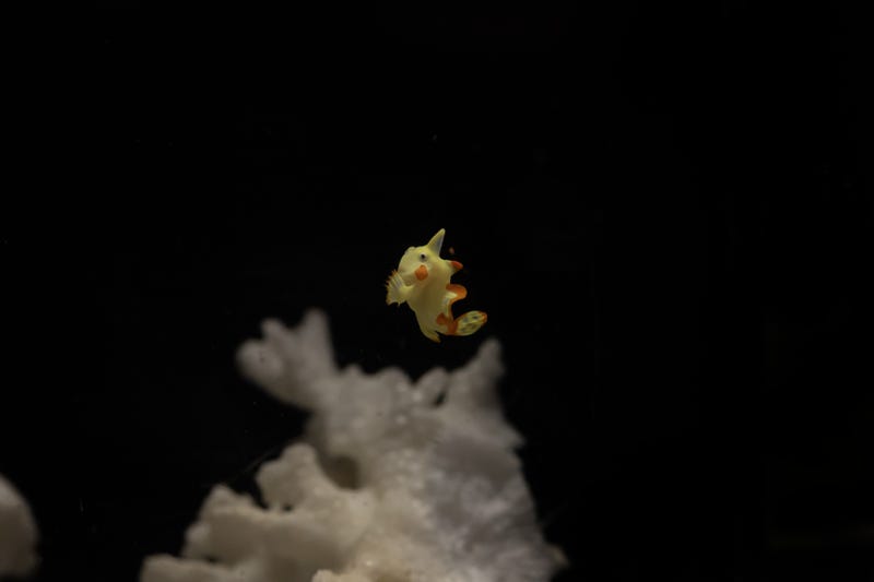 A Warty Frogfish is growing up at the Shedd Aquarium