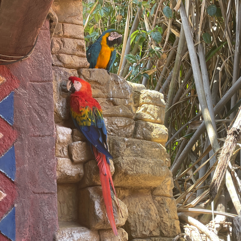 Coop's Adventures at Sandals® Royal Curaçao