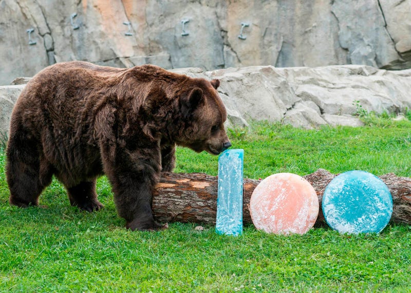 Jim, one of Brookfield Zoo’s grizzly bears, is treated to orange and blue ice treats filled with oranges and blueberries in celebration of their favorite Chicago football team celebrating the start of their 100th season.