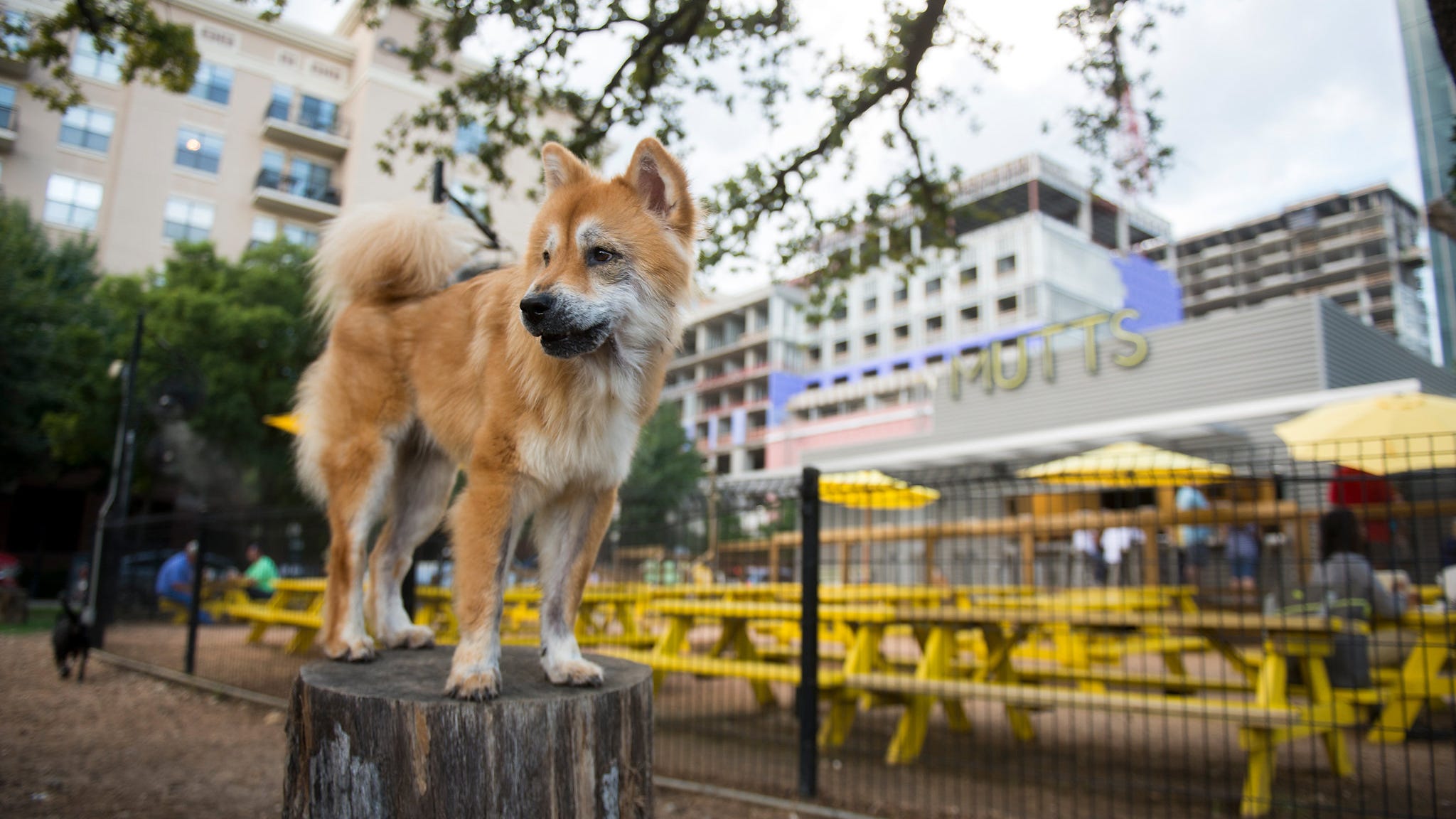 Here's how to make $100 per hour just for playing with dogs