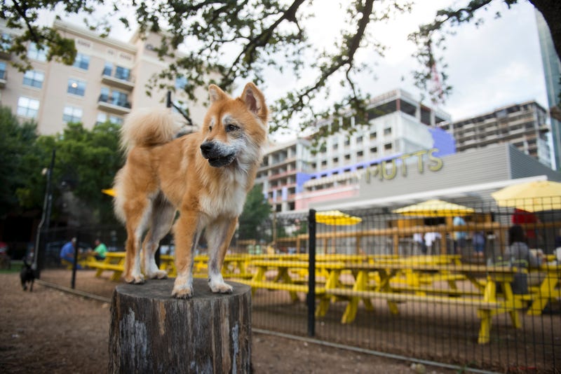 Dog at MUTTS Cantina