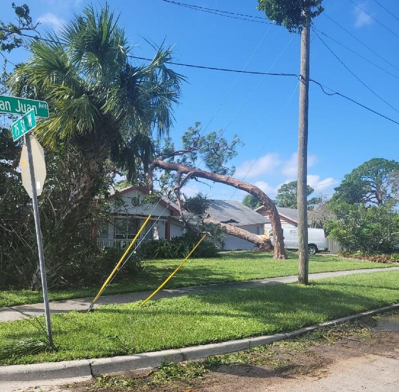 Tree knocked over