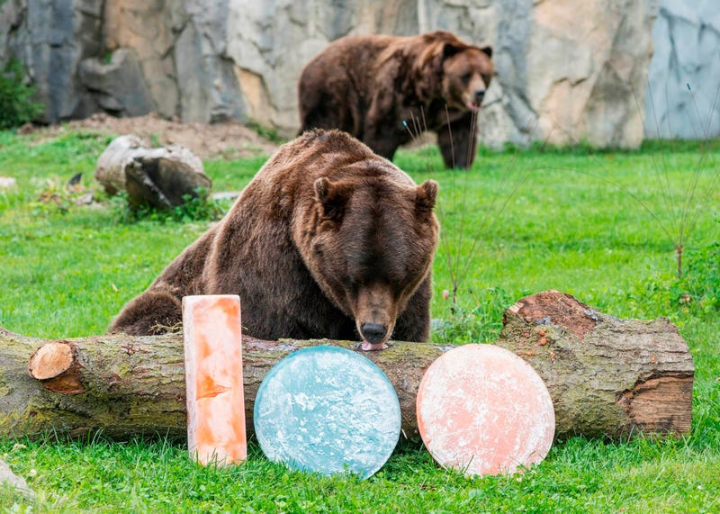  Axhi, one of Brookfield Zoo’s grizzly bears, is treated to orange and blue ice treats filled with oranges and blueberries in celebration of their favorite Chicago football team celebrating the start of their 100th season.