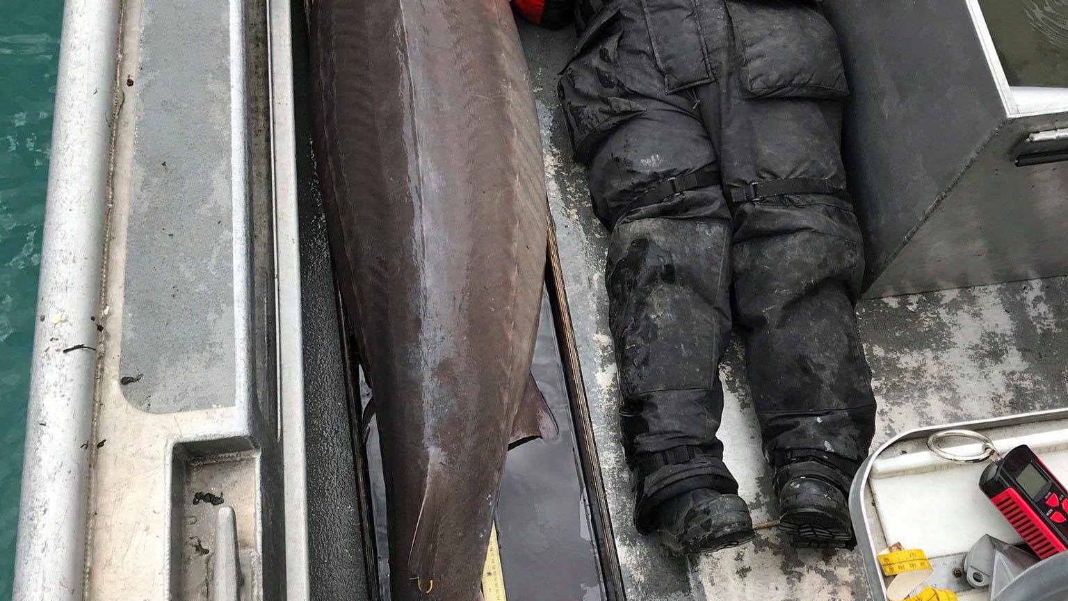 240 lbs. fish caught in Detroit River (PHOTO)
