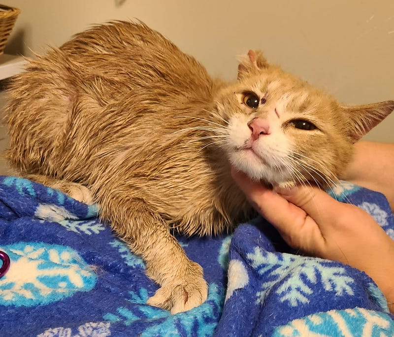 Milo