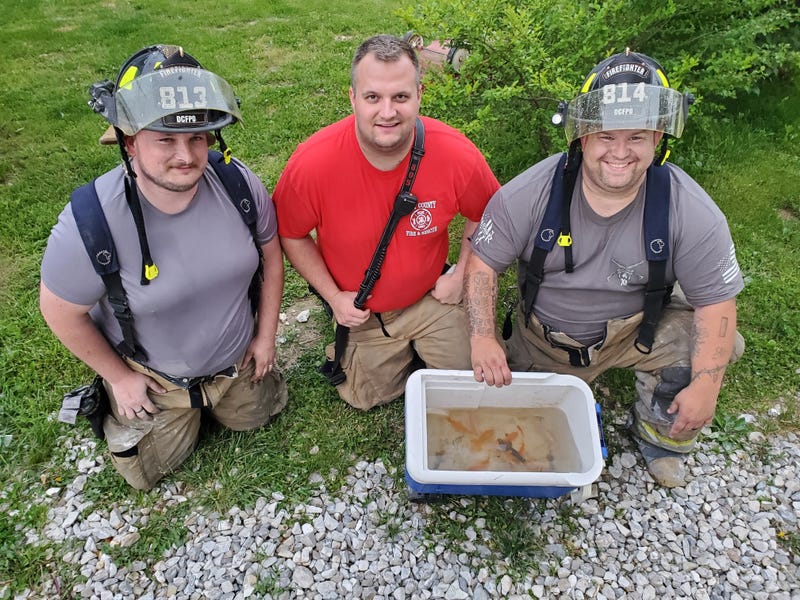 Fish rescue