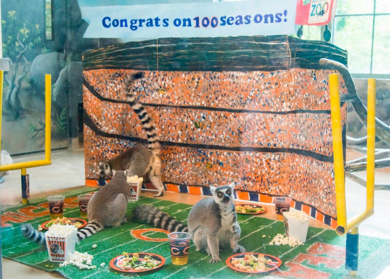 In celebration of Chicago’s football team celebrating its 100th season, Brookfield Zoo’s ring-tailed lemurs were treated to a tailgate party wishing their favorite team congratulations.  