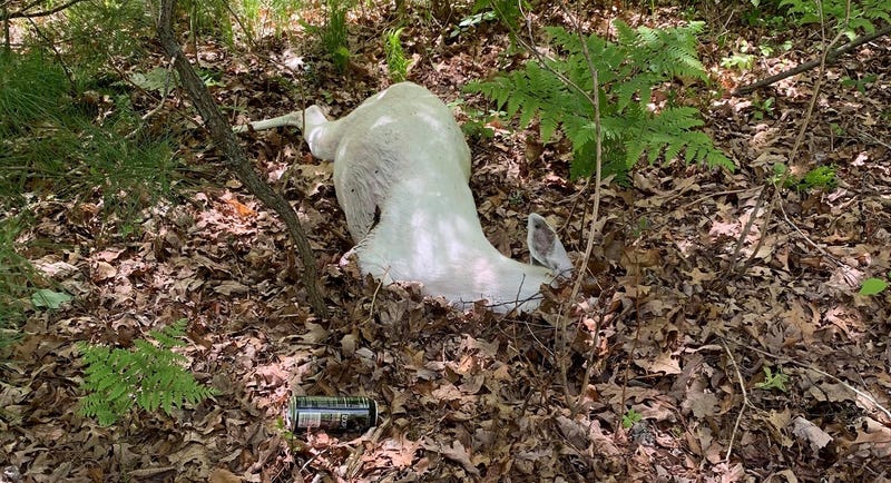 White deer killed