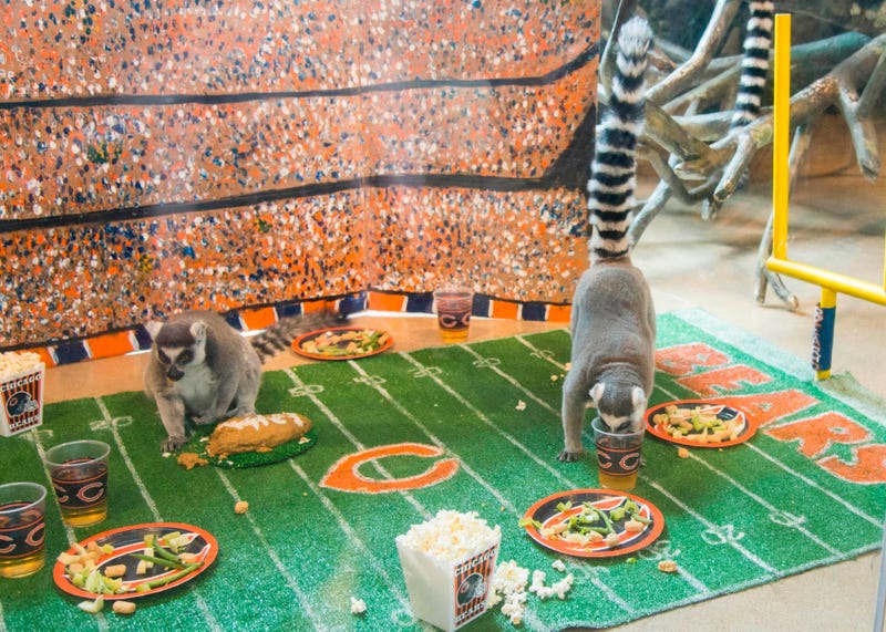 In celebration of Chicago’s football team celebrating its 100th season, Brookfield Zoo’s ring-tailed lemurs were treated to a tailgate party wishing their favorite team congratulations.  