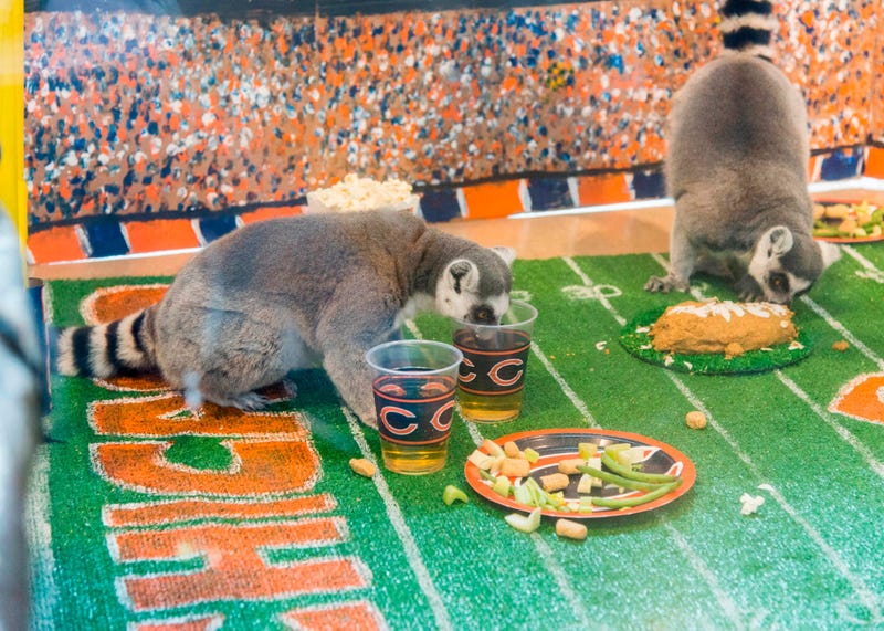 In celebration of Chicago’s football team celebrating its 100th season, Brookfield Zoo’s ring-tailed lemurs were treated to a tailgate party wishing their favorite team congratulations.  