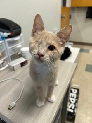 Richmond Animal League