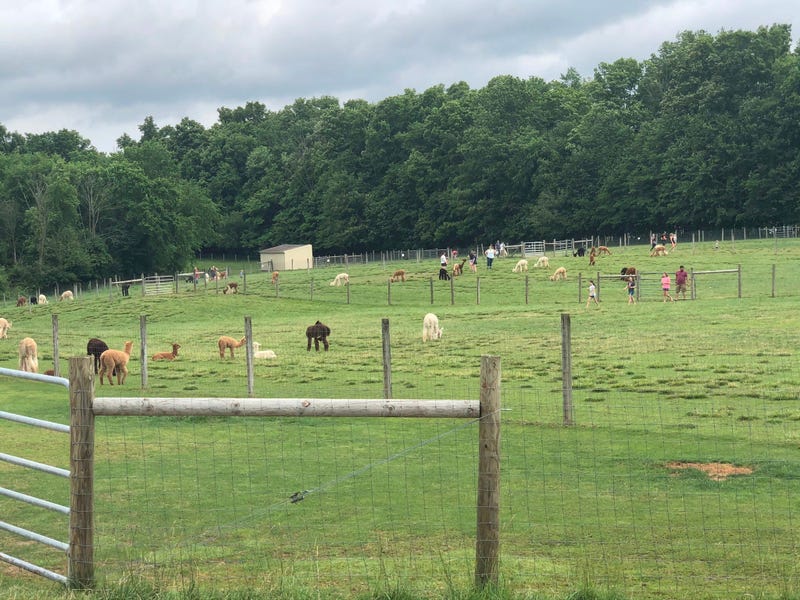 Alpaca Farm Medina